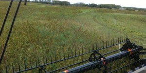 Hemp in the News - combine harvesting hemp crop