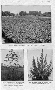 Uses of Hemp - hemp plants historical